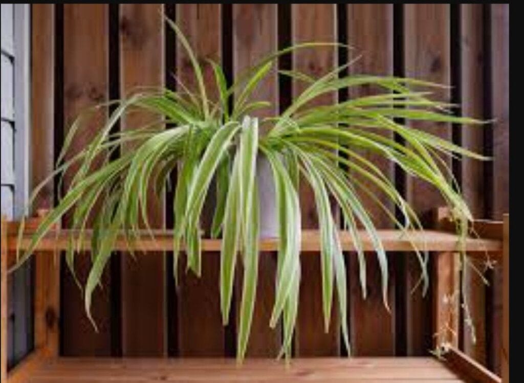 img 20250416 0039491710236558