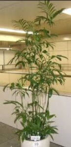 img 20250416 004035287142137