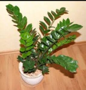 img 20250416 0040541935497581