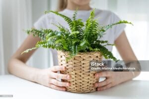 istockphoto 1385654546 1024x1024952402126 1