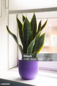 istockphoto 1439949379 612x612443123640 1