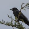 Crow sitting on a branch